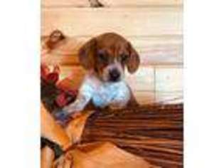 Dachshund Puppy for sale in Denton, TX, USA