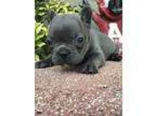 French Bulldog Puppy for sale in Buckner, AR, USA