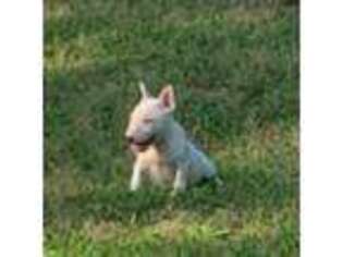 Bull Terrier Puppy for sale in East Camden, AR, USA