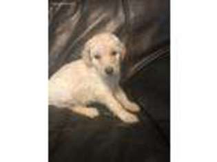 Goldendoodle Puppy for sale in Morristown, TN, USA