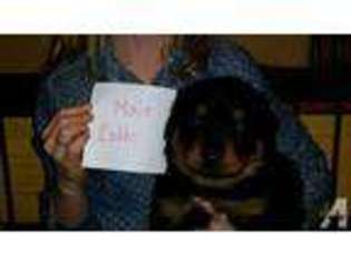 Rottweiler Puppy for sale in MUNCY, PA, USA