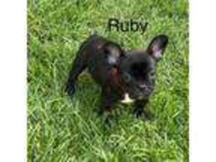 French Bulldog Puppy for sale in Yucaipa, CA, USA
