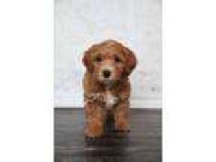 Goldendoodle Puppy for sale in Saratoga Springs, UT, USA