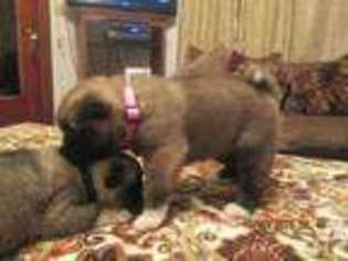 Akita Puppy for sale in ERIE, PA, USA