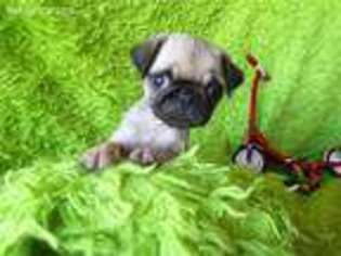 Pug Puppy for sale in Archer City, TX, USA