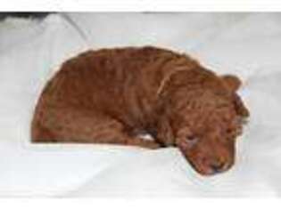 Goldendoodle Puppy for sale in Hancock, MN, USA