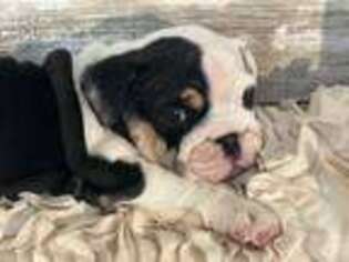 Bulldog Puppy for sale in Bonaire, GA, USA