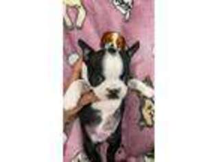 Boston Terrier Puppy for sale in Wake Forest, NC, USA