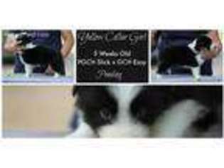 Border Collie Puppy for sale in Bryan, TX, USA