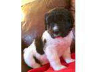 Newfoundland Puppy for sale in Boyertown, PA, USA