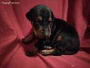 Doberman Pinscher Puppy for sale in Huntsville, TX, USA