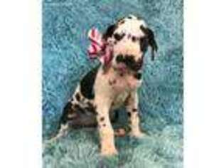 Great Dane Puppy for sale in Goodman, MO, USA