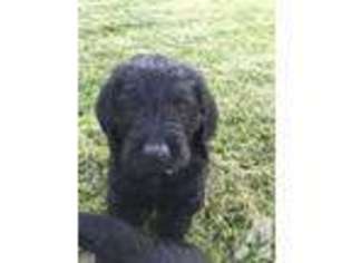 Labradoodle Puppy for sale in BALDWIN, WI, USA