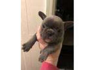 French Bulldog Puppy for sale in Van Buren, MO, USA