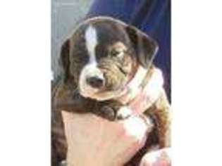 Staffordshire Bull Terrier Puppy for sale in Del Valle, TX, USA