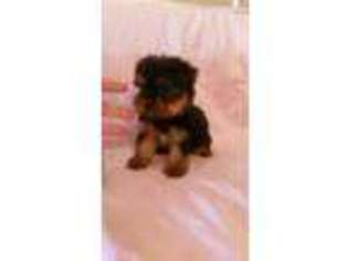 Yorkshire Terrier Puppy for sale in Denton, TX, USA