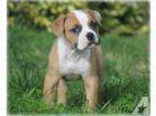 American Bulldog Puppy for sale in VANCOUVER, WA, USA