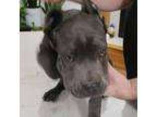 Cane Corso Puppy for sale in Hammond, WI, USA