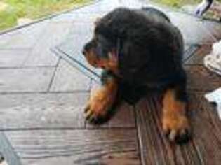 Rottweiler Puppy for sale in Rosenberg, TX, USA