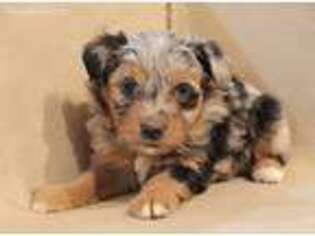 Mutt Puppy for sale in Tyler, MN, USA