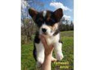 Pembroke Welsh Corgi Puppy for sale in Wills Point, TX, USA
