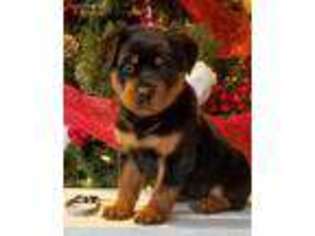 Rottweiler Puppy for sale in Pine Grove, PA, USA
