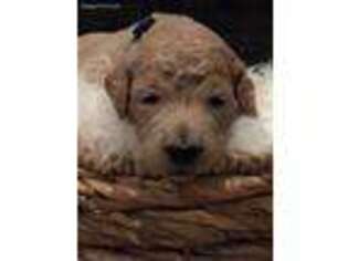 Labradoodle Puppy for sale in Greenville, TX, USA