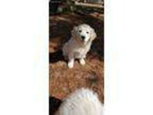 Mutt Puppy for sale in Laurel, IN, USA