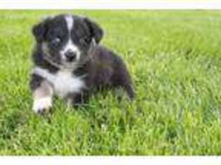 Australian Shepherd Puppy for sale in Connersville, IN, USA