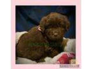 Newfoundland Puppy for sale in Marengo, WI, USA
