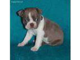 Boston Terrier Puppy for sale in Rayville, LA, USA
