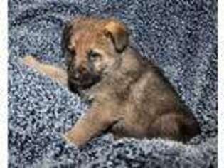 German Shepherd Dog Puppy for sale in Cadet, MO, USA