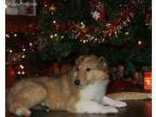 Medium Photo #1 Collie Puppy For Sale in Grovespring, MO, USA