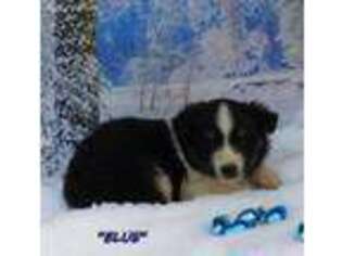 Miniature Australian Shepherd Puppy for sale in Thayer, MO, USA