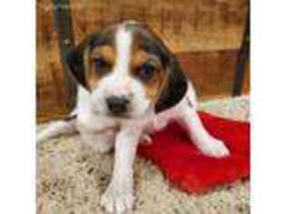 Beagle Puppy for sale in Spencer, OH, USA
