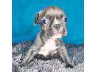 French Bulldog Puppy for sale in Monett, MO, USA