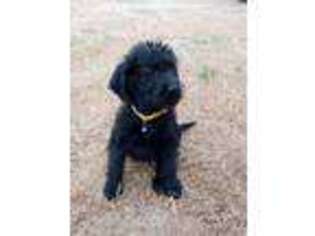 Labradoodle Puppy for sale in Mount Pleasant, TX, USA