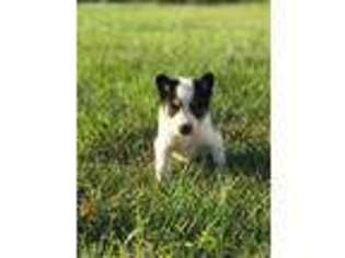 Border Collie Puppy for sale in Gladewater, TX, USA