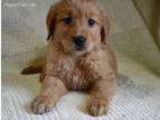 Golden Retriever Puppy for sale in Pingree, ID, USA