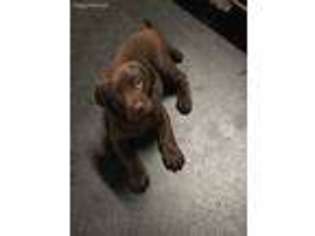 Labrador Retriever Puppy for sale in Millville, NJ, USA