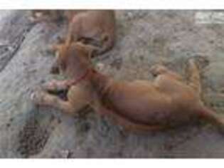 Rhodesian Ridgeback Puppy for sale in Lake Charles, LA, USA