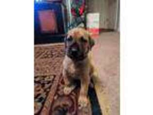 Mastiff Puppy for sale in Provo, UT, USA