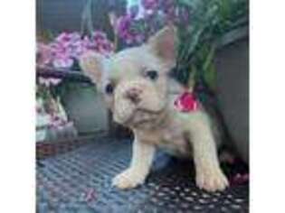 French Bulldog Puppy for sale in Moore, SC, USA