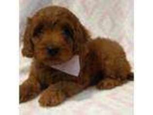 Goldendoodle Puppy for sale in Richland, WA, USA