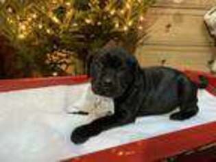 Cane Corso Puppy for sale in Port Ewen, NY, USA