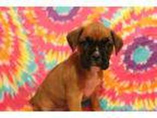 Boxer Puppy for sale in Camden, MI, USA