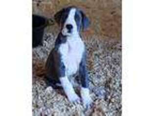Great Dane Puppy for sale in Buckingham, VA, USA
