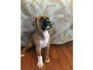 Boxer Puppy for sale in Hackettstown, NJ, USA