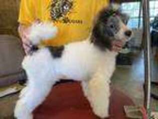 Mutt Puppy for sale in Lake Charles, LA, USA