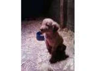 Golden Retriever Puppy for sale in TROY, OH, USA